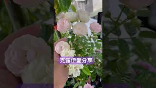 克露伊愛分享： 露絲塔 （粉色）玫瑰 月季 樹玫瑰 0530