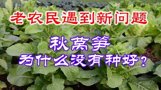 经验和教训：今年的秋莴笋为什么没有种好？明年怎么办？