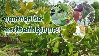 បញ្ហាធំបំផុតដែលអ្នកធ្វើដំណាំចន្ទីជួបប្រទះ!