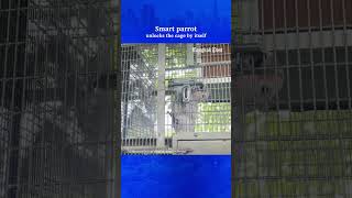 Smart parrot unlocks the cage by itself