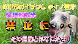 【江戸川散歩11】我が家のイタグレ ティノ君がいつもの河川敷散歩禁止に・・・　(その原因とは・・・)