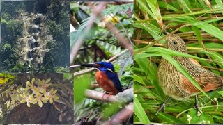 lalruangasehnawt te(lesser coucal)kaikuangral bengpawl,Rulpuihlim reserve forest,#p1000 #mizoram .