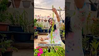 Repotting Double Petal Rajnigandha #shorts #rajnigandha #garden #flowers