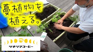 グリーンカーテンの植物たちを植えるそうな。