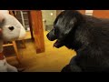 it was so funny to see the puppy s reaction when he looked in the mirror for the first time.