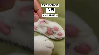 ねこ動画　親指から大出血🩸（対馬のにょすきち）#shorts #島猫