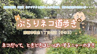 【ぶらり猫道歩き】ネコだって、ときどきはしっぱいするニャーのまき（那覇市牧志１丁目付近その２）