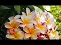 चंपा प्लांट फ्लॉवर्स champa plant flowers/plumeria plant/plumeria/champa/plumeria flowers/chafa