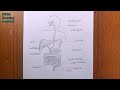 how to draw human digestive system easily