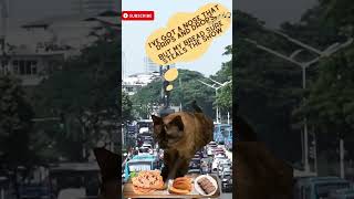 World Famous Cute Cat Bakery Opening in Jakarta!  #short #shorts #cutecat #viralshorts