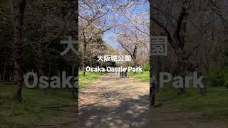 大阪城公園の桜道/SAKURA Street in Osaka Castle Park