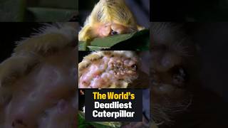 The Deadly Puss Caterpillar: Nature's Most Dangerous Worm!