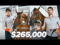 Why I Bought a $265,000 Horse