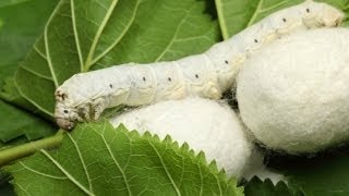 Sericulture \u0026 Silk Worm farming Rearing (  പട്ടുനൂല്‍ കൃഷി )