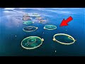 The BIGGEST Fish Farm In The World