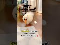 dryerbot from wet mess to cozy fluff in minutes🐾☺️ kitplus grooming petdryer love cute puppy