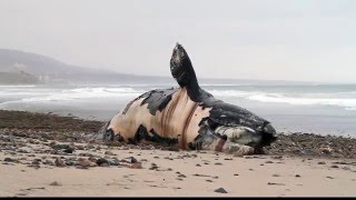 Gray whale washed ashore at SoCal state beach