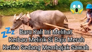 Aktivitas Pagi Di Pedesaan‼️Bajak Sawah Tradisional