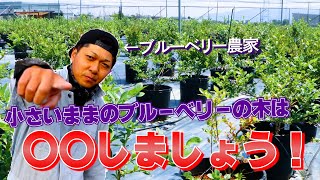 【ブルーベリー講座】成長していないブルーベリーの木と、その後について #122