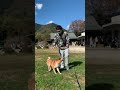 ちょっと離れただけなのに戻ってきたら、、、柴犬むぎ 犬 柴犬 子犬 shorts