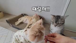 목숨걸고 간식 먹는 고양이! 먹고는 싶지만 무서워 멀리서 침만 삼키는 짠한고양이 ㅜㅜ