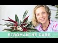 Stromanthe Plant Care - Green Moments With Juliette Ep #19