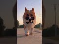 Funny cute cats and dogs❤❤❤, #viralvideo #funny #cute #cat #dog #trending #shorts