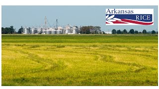 Arkansas Rice