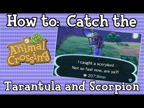 How to: Catch the Tarantula and Scorpion (Remaster) How to: Catch the Tarantula and Scorpion (Remaster)