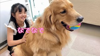 自分だけの場所と言わんばかりに娘の膝上を占領する大型犬クッキー【ゴールデンレトリバーとミニチュアダックスフンド】