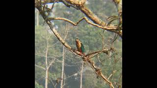 #pilibhittigerreserve #nechar #wildlife #tiger#kingfisher