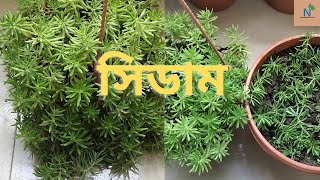 সিডাম এর  যত্ন ,মিডিয়া তৈরি চারা করার নিয়ম ।। Sedum Plant  care. শীতের জন্য এখনি সিডাম সেট করে নিন ।