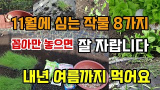 11월에 심는 텃밭작물8가지 심는법 재배방법 꼽아만 놓으면 폭풍성장 잘 자랍니다 내년 여름까지 먹고 후회없어요!!