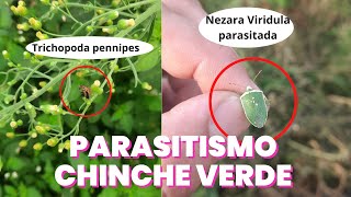 Parasitismo en CHINCHE VERDE  (Nezara viridula)  Trichopoda pennipes