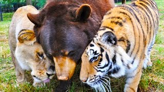 💗After 15 Years Of Friendship, This Tiger And Bear Just Said A Final Farewell To Their Lion Brother