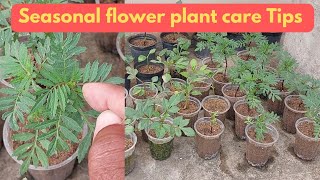 Seasonal flower plant की care कैसे करे ?