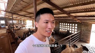 实拍一家上千只规模养殖场，满圈的萨福克真壮观，投资成本也不小