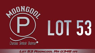 Lot 53 Moongool Mr U348 (P)