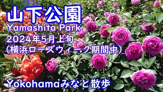 【Yokohamaみなと散歩】山下公園 / Yamashita Park（2024年5月上旬・横浜ローズウィーク期間中）【Yokohama Port Walk】