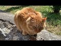 Ginger Fat Cat Meows Loudly Want to eat