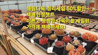 해림다육정리세일 50%할인중~택배되는 셋트 한정! 이쁘고 탄탄한다육이 택배하세요! #해림다육 #택배셋트 #창셋트