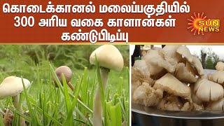 கொடைக்கானல் மலைப்பகுதியில் 300 அரிய வகை காளான்கள் கண்டுபிடிப்பு | Kodaikanal | Mushroom | AntiBiotic