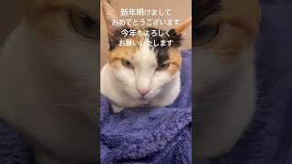 新年の挨拶#三毛猫#幸福を呼ぶ#元自然猫#保護猫#アメショのチップLife