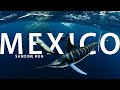 The Mexico Sardine Run