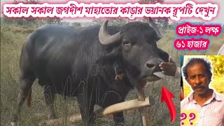 ♨️সকাল-সকাল ♨️(ডুমোরশল) জগদীশ মাহাতোর কাড়ার ভয়ানক রূপটি দেখুন৷karalorai 2023