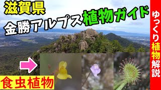 【食虫植物】奇岩が連なる名低山！10月の金勝アルプスで山野草観察【ゆっくり解説】