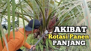 Keterlambatan Panen sawit Pokok Rendah || buah sawit rontok menjadi janjangan kosong