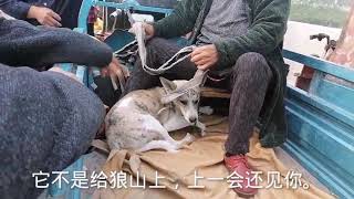 大娘背著孫女把土狗拉到狗市，狗狗嚇攤在三輪車里拉都站不起來