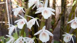 Dendrobium Cretaceum Ngamuk