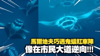 在馬爾地夫遇「鬼蝠魟車陣」她笑稱：像在市民大道逆向🤣｜搞笑